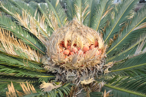 馬嶺峽谷園林鐵樹(shù)開(kāi)花結(jié)紅果